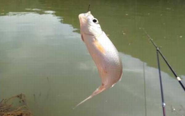 钓鲮鱼用什么鱼钩?