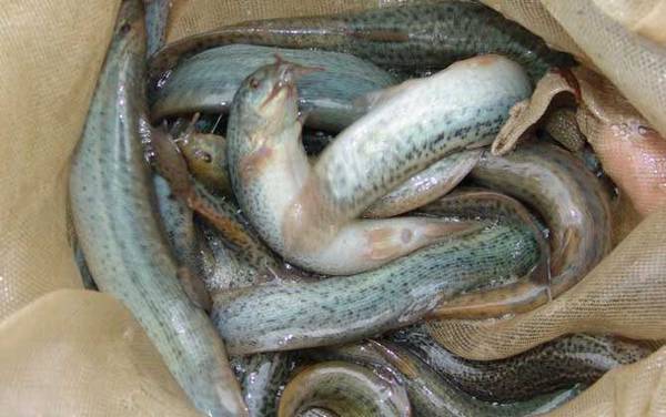 钓泥鳅用什么钩最好?