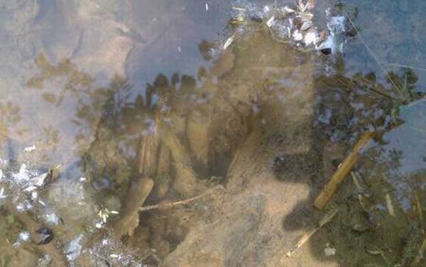 钓黄鳝工具怎么制作?