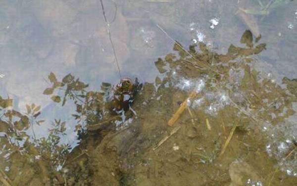 钓黄鳝工具怎么制作?