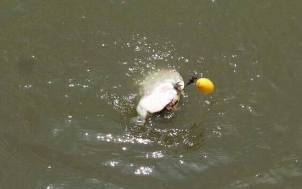 钓甲鱼用什么钩?