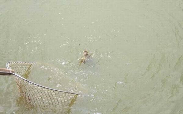 钓甲鱼用什么钩?