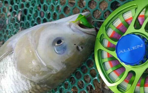 钓青鱼用几号钩?