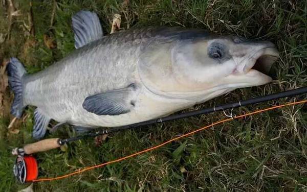 钓青鱼用几号钩?