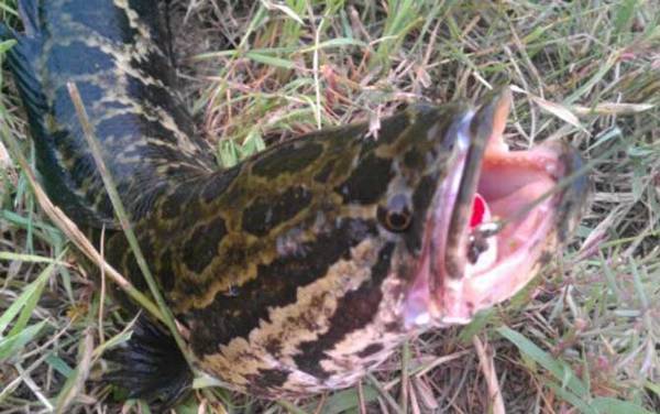 路亚黑鱼用什么线?