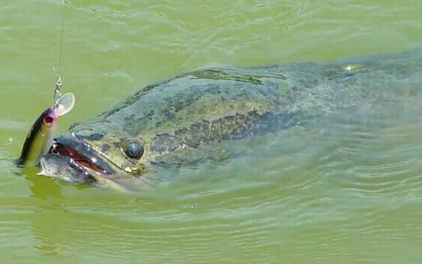 路亚黑鱼用什么线?