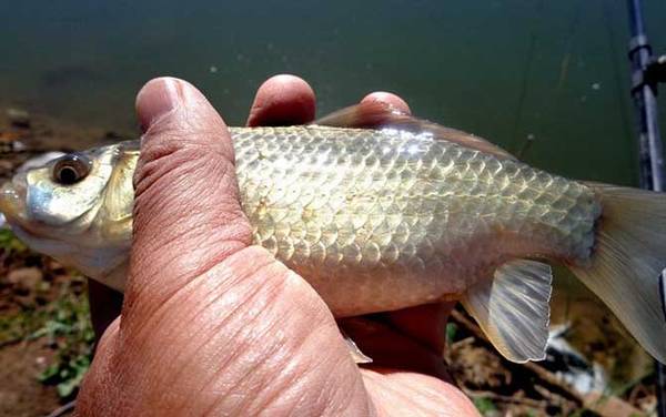 夏天钓鲫鱼用几号袖钩?