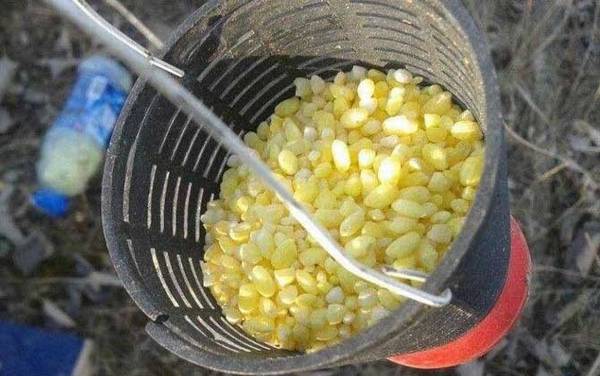 传统钓草洞用多长的竿?