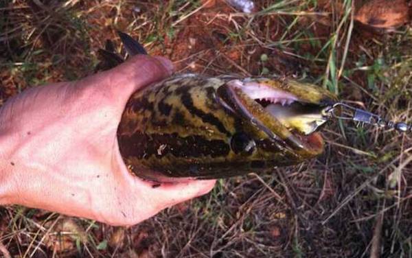 传统钓黑鱼用什么鱼竿?