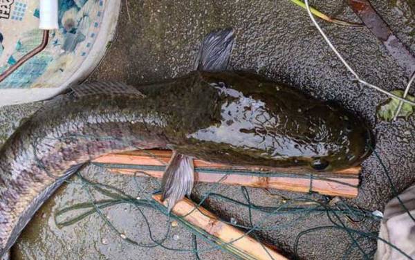 传统钓黑鱼用多大的钩?