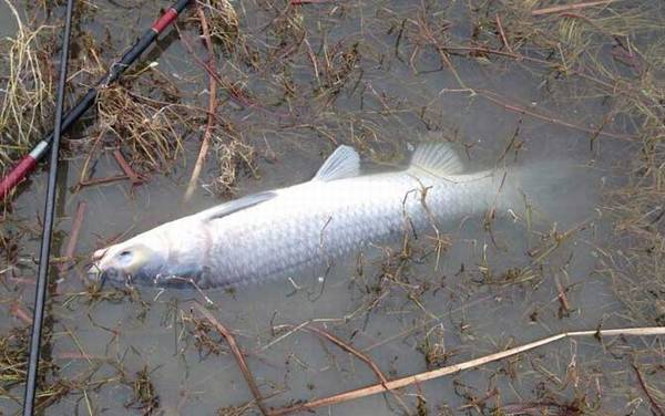 传统钓配多长的线?