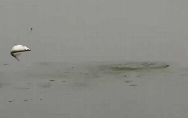 钓白条鱼用什么漂最好?