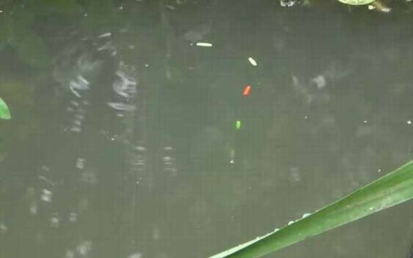 七星漂严重走水能不能钓鱼?