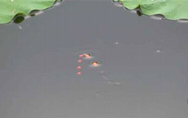 钓白条鱼用七星漂好吗?