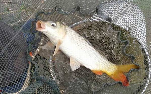 6号白狐钩适合钓什么鱼?