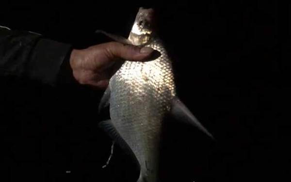 钓鳊鱼用多长的子线?