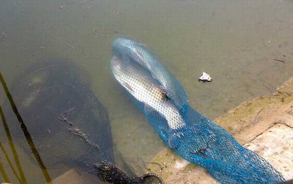 12号伊势尼钩钓鲢鳙大不大?