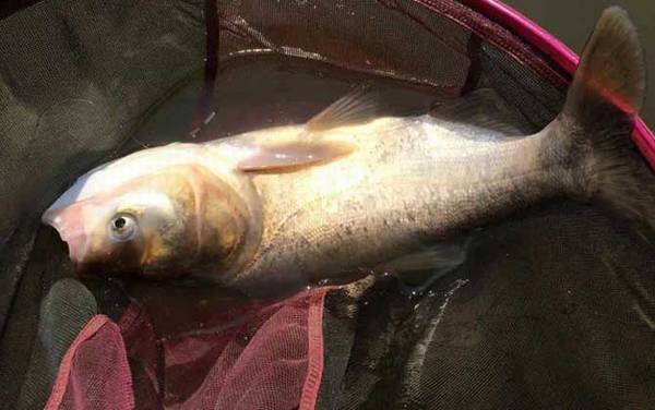 12号伊势尼钩钓鲢鳙大不大?