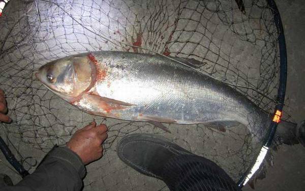 12号伊势尼钩钓鲢鳙大不大?