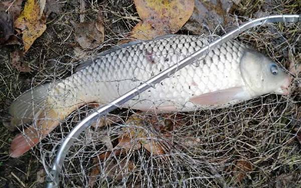 传统钓大鱼用几号线?