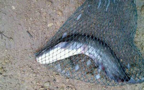 钓鲶鱼怎么选择位置?