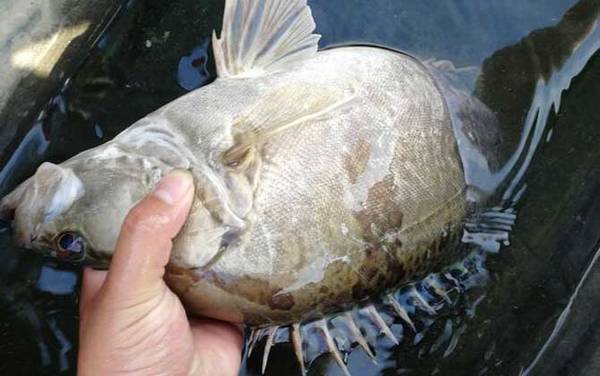 路亚鳜鱼怎么找标点?