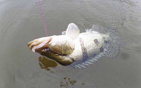 路亚鳜鱼怎么找标点?