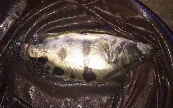 手竿钓鳜鱼怎么钓最好?