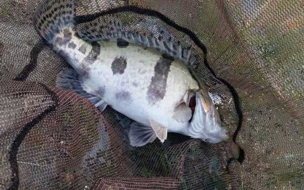 晚上钓鳜鱼钓边还是钓远?