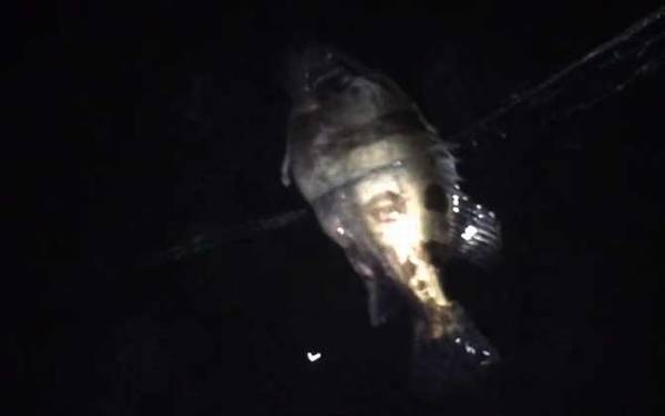 晚上钓鳜鱼钓边还是钓远?