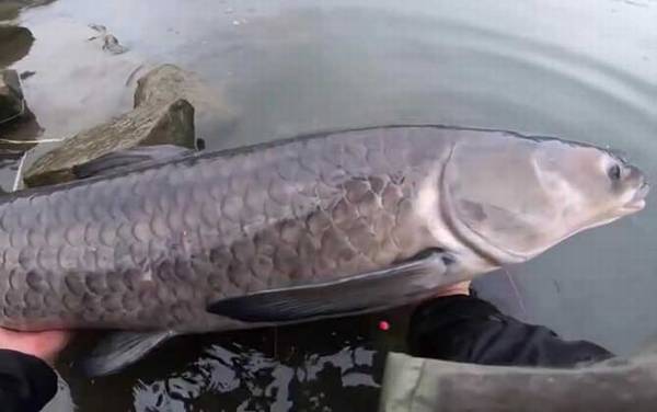 钓青鱼是钓底还是钓浮?