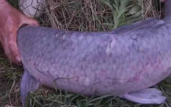 水库钓青鱼水深多少最好?