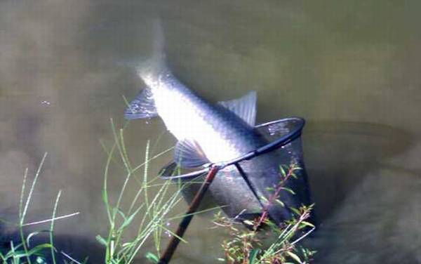 水库钓青鱼水深多少最好?