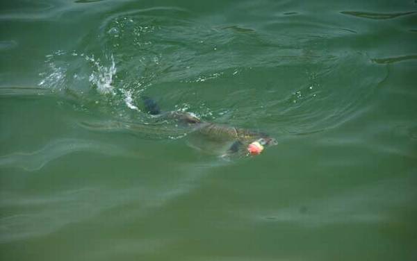 钓鲢鳙怎么挂饵上鱼快?