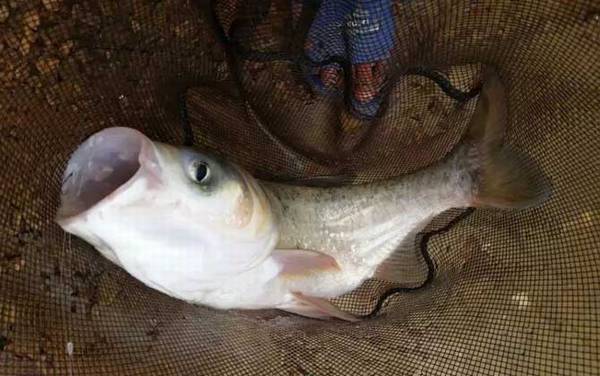 一天中钓鲢鳙最佳时间是什么时候?