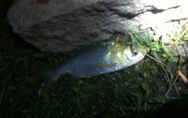 一天中钓鲢鳙最佳时间是什么时候?