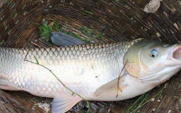 钓鱼什么时候提竿?