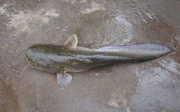 鲶鱼吃钩什么时候提竿?