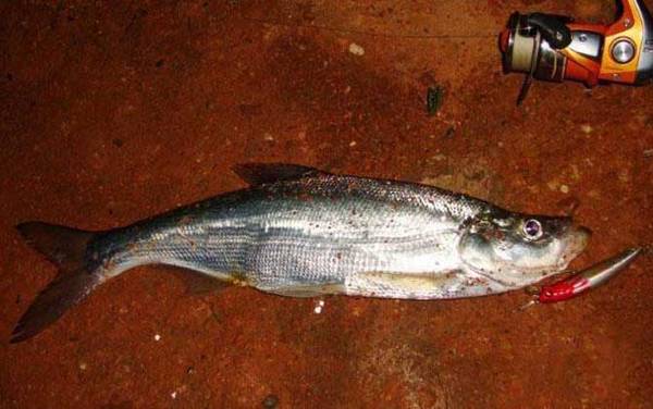 下雨天路亚翘嘴怎么样?