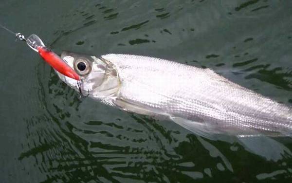 下雨天路亚翘嘴怎么样?