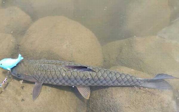 中华倒刺鲃用什么钓最好?