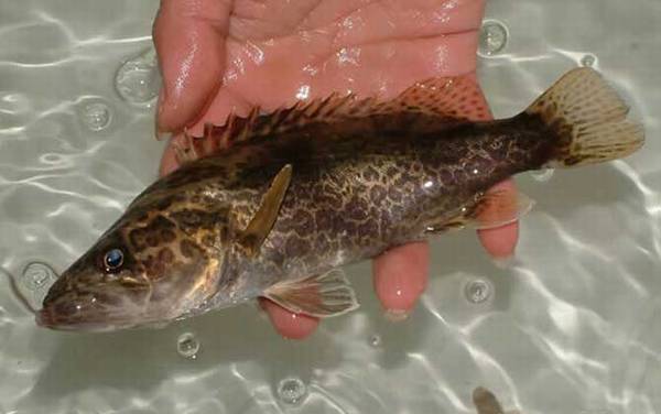 桂鱼用什么钓上鱼快?