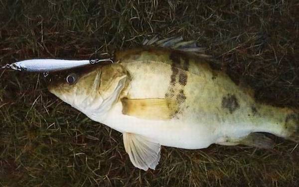 桂鱼用什么钓上鱼快?