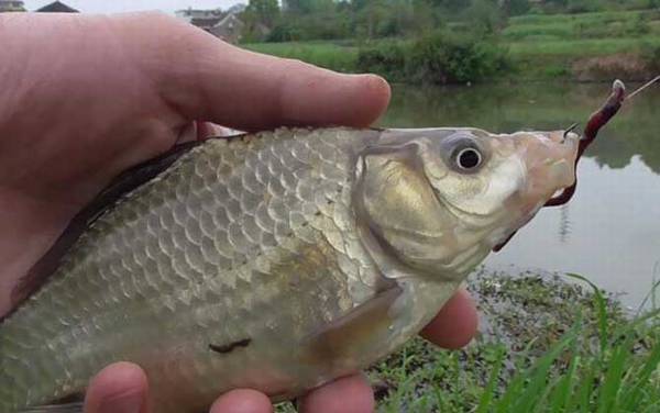 蚯蚓钓鱼怎样防止小鱼闹窝?