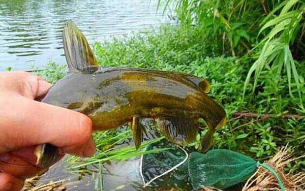 蚯蚓钓鱼怎样防止小鱼闹窝?