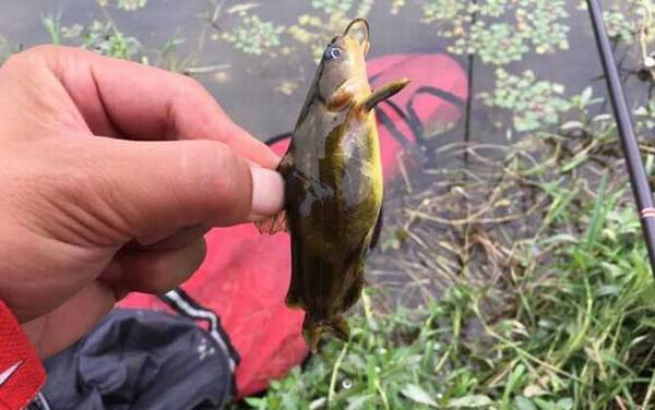 蚯蚓钓鱼压不下漂怎么办?