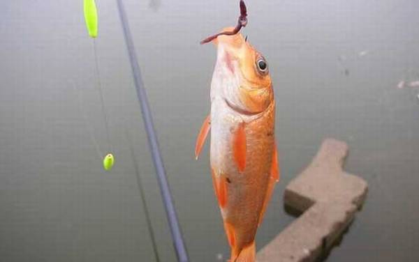 蚯蚓钓鱼压不下漂怎么办?