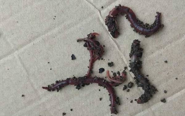 蚯蚓怎么钓鱼容易上钩?