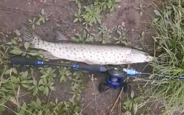 路亚钓法晚上可以玩吗?