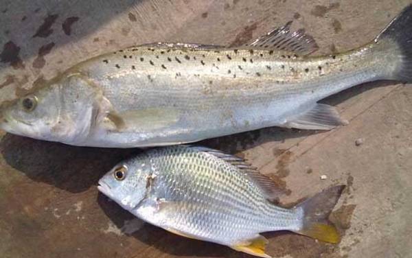 钓鲈鱼哪个月份比较好?